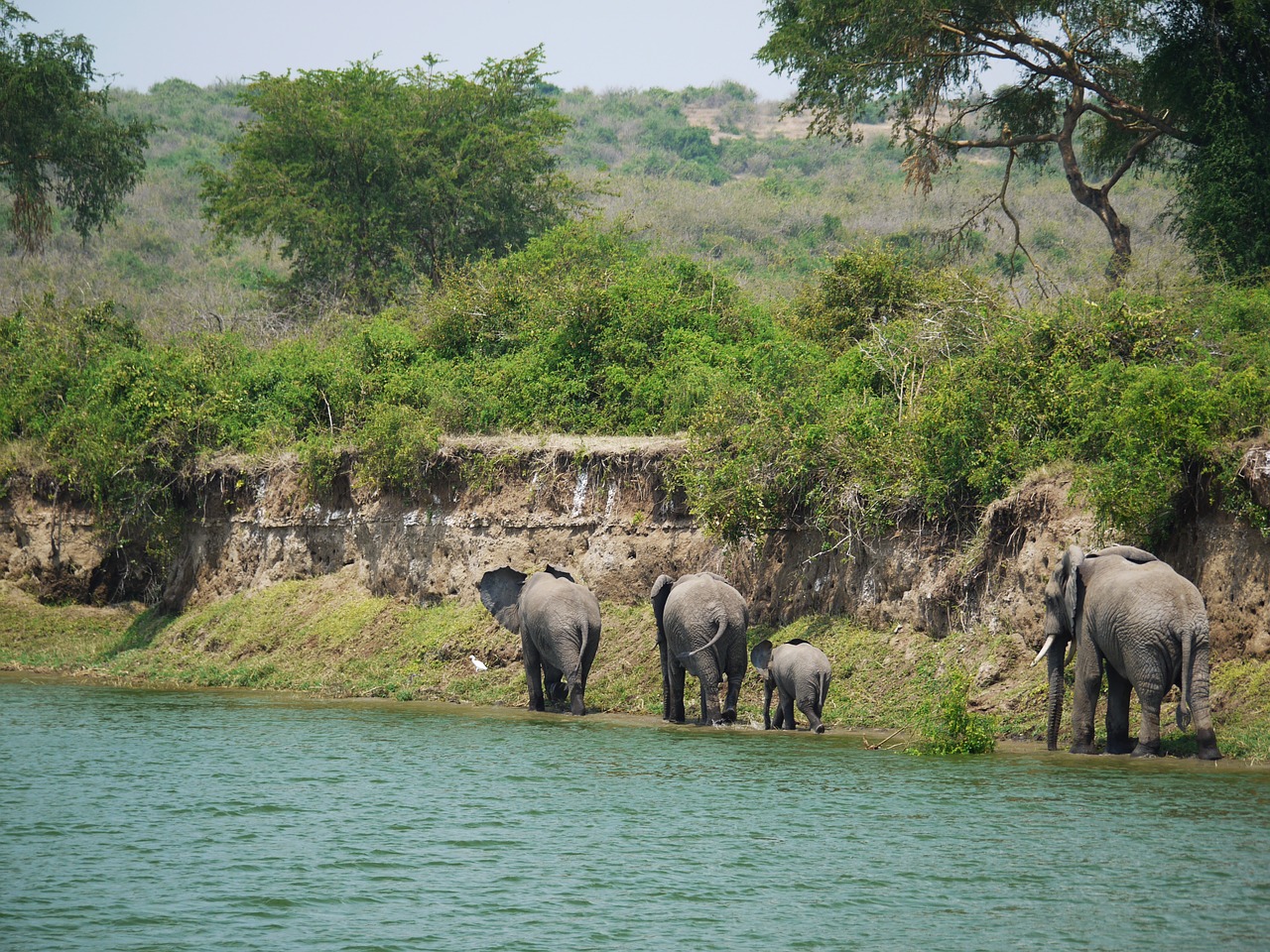 elephants, uganda, steep bank-1535877.jpg